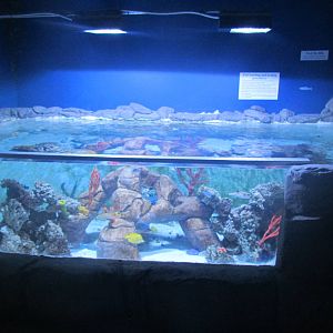 Tropical Fish Touch Tank