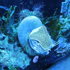 Chambered Nautilus