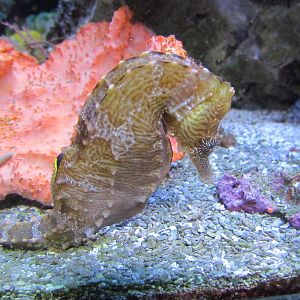 Common Seahorse