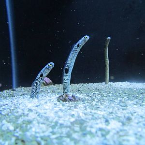 Garden Eel