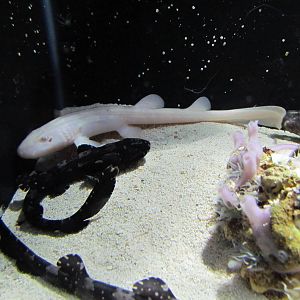 Albino Bamboo Shark