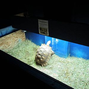 African Spurred Tortoises