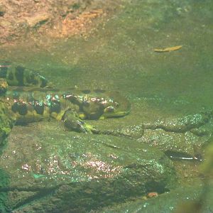 Tiger Salamander