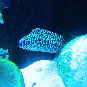 Moray Eel