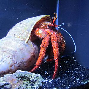 Hermit Crab