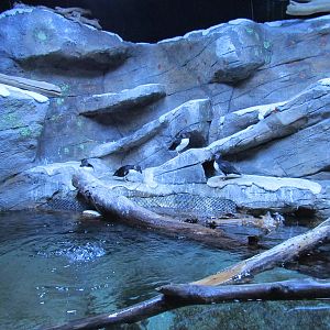 Horned Puffin Exhibit
