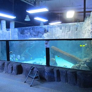 Sea Turtle Tank