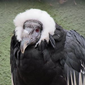 Andean Condor