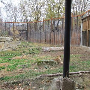 African Plains - Lion Exhibit