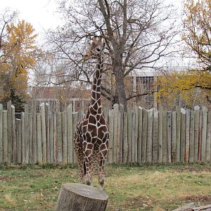 African Plains - Reticulated Giraffe