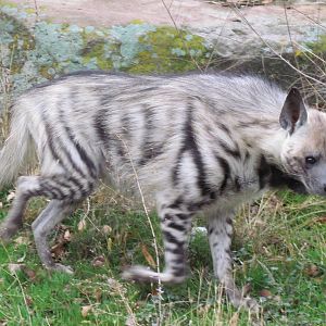 East African Striped Hyena