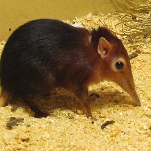 Black-and-Rufous Giant Elephant-shrew