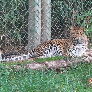 Amur Leopard