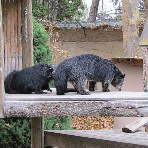 Binturongs
