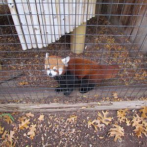 Western Red Panda