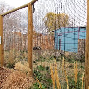 Animals of the Pampas - Giant Anteater