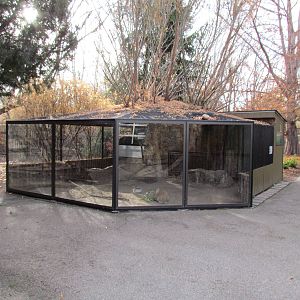 Giant Flemish Rabbit Exhibit