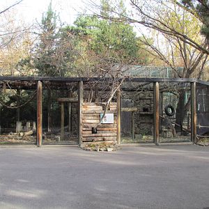 White-nosed Coati Exhibit