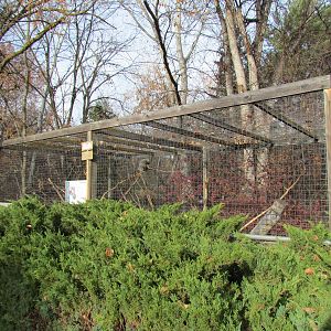 North American Porcupine Exhibit