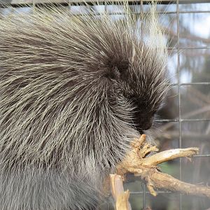 North American Porcupine