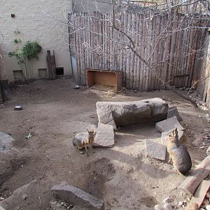 Patagonian Mara Exhibit
