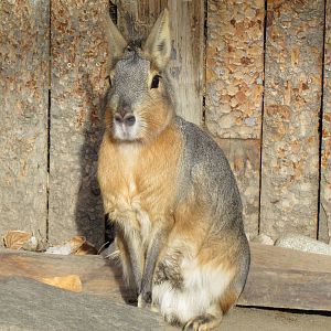 Patagonian Mara