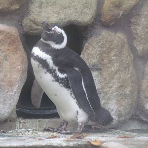 Magellanic Penguin