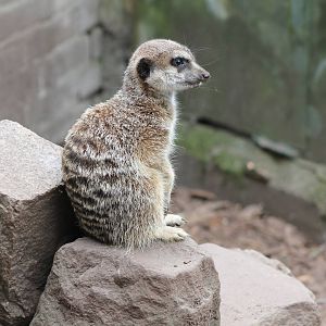 suricate / meerkat