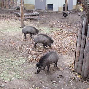 Visayan Warty Pig