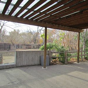 Grevy's Zebra Viewing
