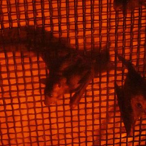 Ruwenzori Long-haired Fruit-bat