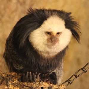 white-fronted marmoset