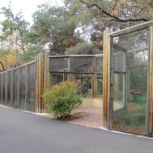 Amur Leopard - Upper Viewing