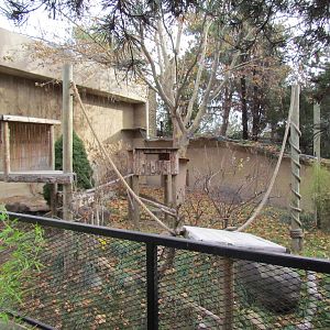 Binturong Exhibit