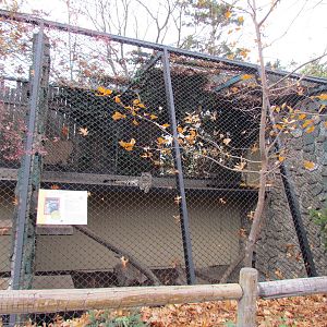 Snow Leopard Exhibit
