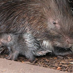 african crested pocupine with young ( 2012 )