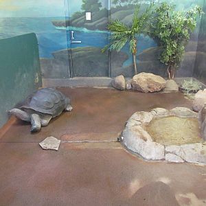 Small Animal Kingdom - Aldabra Tortoise Exhibit
