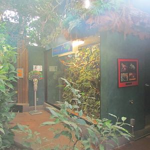 Small Animal Kingdom - Rainforests