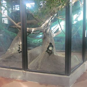 Small Animal Kingdom - Spider Monkey Exhibit