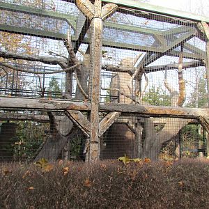 Small Animal Kingdom - Spider Monkey Exhibit