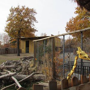 African Plains - Giraffe Exhibit