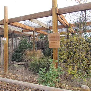 African Plains - Bat-eared Fox Exhibit