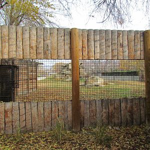 Striped Hyena Exhibit - African Plains Viewing