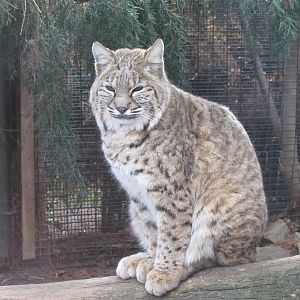 Bobcat