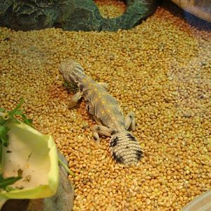 Uromastyx thomasi - apart from the exhibition