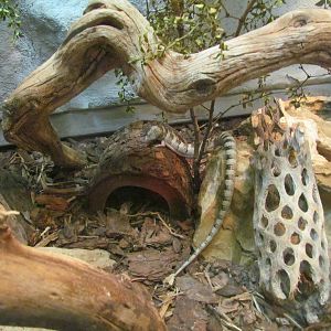 Madrean Alligator Lizard