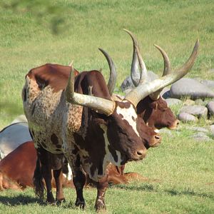 Ankole-Watusi Cattle