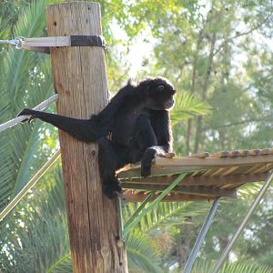 Siamang