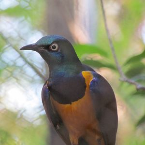 Golden-breasted Starling