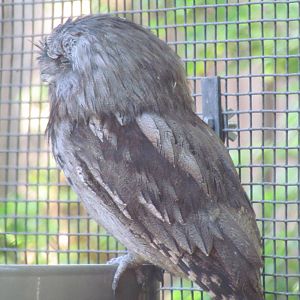 Tawny Frogmouth